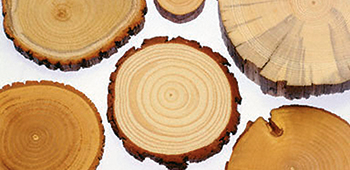 Baumscheiben von verschiedenen Baumarten