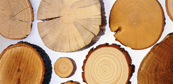 Baumscheiben von verschiedenen Baumarten